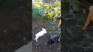 Чупакабра(высосал всю кровь)😱😱😱