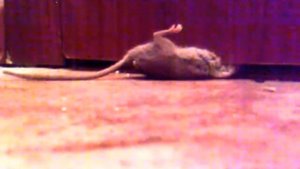 мышь застряла