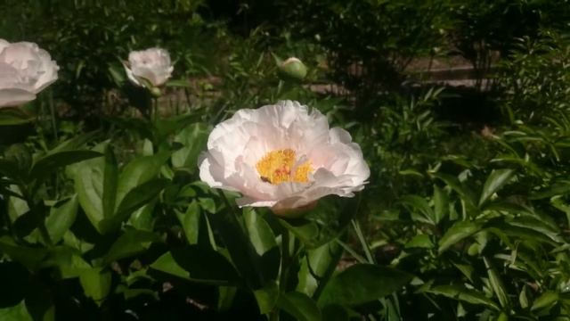 Paeonia Blushing Princess смотреть онлайн