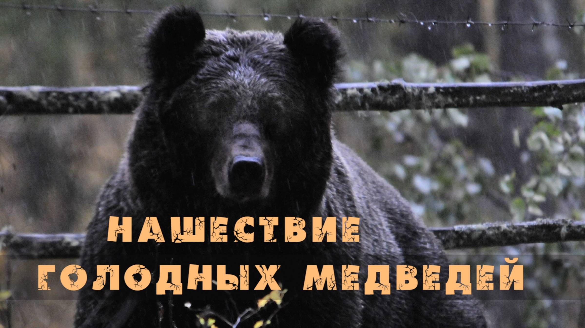 Нашествие голодных медведей [Алтай] Телецкое озеро. Altai bears. Алтайский заповедник. Altai Reserve смотреть онлайн