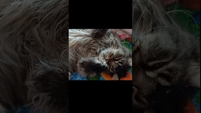 Релакс для вас #сева #котик #cat #кошка #моменты