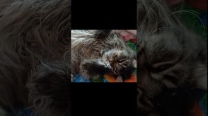 Релакс для вас #сева #котик #cat #кошка #моменты