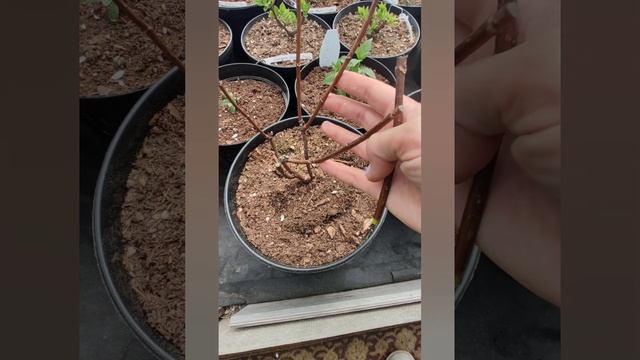 Прошло 3 недели, гортензии Мэджикал Килиманджаро не просыпаются.  Часть 1.