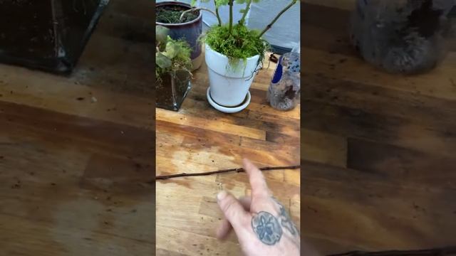 How to grow / Propagate￼ an apple tree from a Cutting￼￼