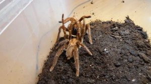 Pelinobius muticus mating (3rd female, 2nd season)