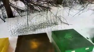 Отзыв об улье “Beehappy”