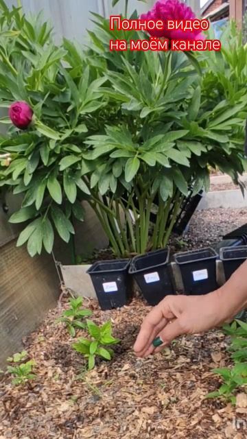 Пересаживаю саженцы гортензий.