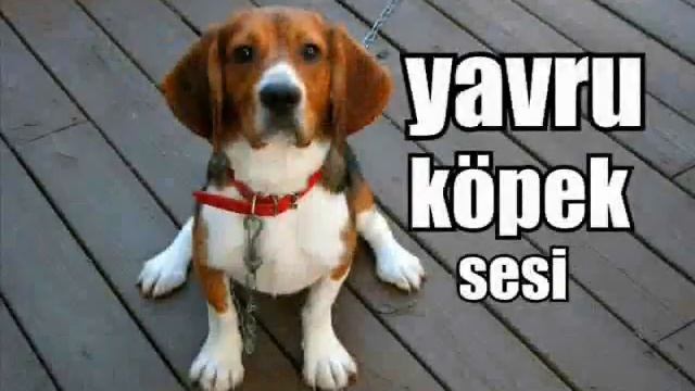 Köpeklerin en sevdiği sesler (Köpekler bu sese bayılıyor)