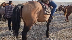 АСП БОЗОРИ ДУШАНБЕ ЛЕНИНСКИЙ АСПИ ОЧА БАЧА БУГУЗ ВА БАРОИ БУЗКАШИ УЛОГ