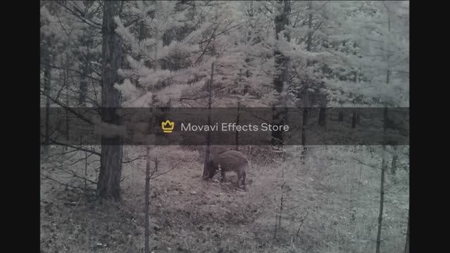 ДИКИЕ КАБАНЫ СЕКАЧ ВЕПРЬ ФОТОЛОВУШКА ТАЙГА смотреть онлайн