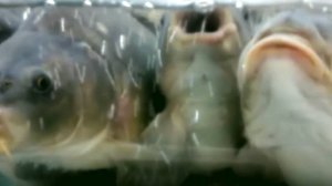 Песня рыб в аквариуме