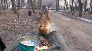 Покормил знакомую белку