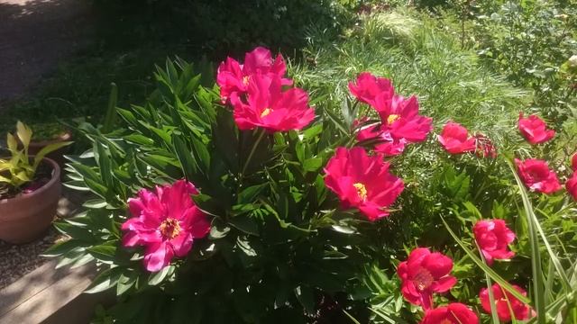 Paeonia Burnished Bronze смотреть онлайн