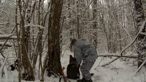 Охота с лайкой на куницу. После утренней пороши...