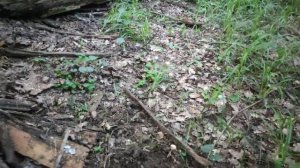 Minelab x-terra705 Поиск монет в лесу с моно катушкой 7.5 кгц.