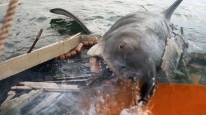 JAWS (1975) SHARK ANIMATRONIC-JAWS_ON_YOUTUBE