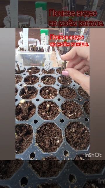 Черенкование гортензий. Часть 2.