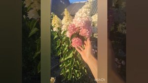 Обзор гортензии Fraise Melba/Фрайз Мельба на 20.09.2024 года.