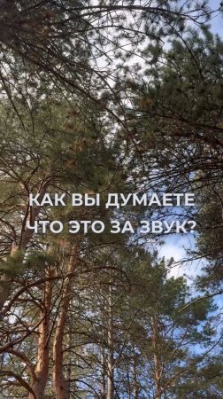 Что это за звук в Кисловодском парке?