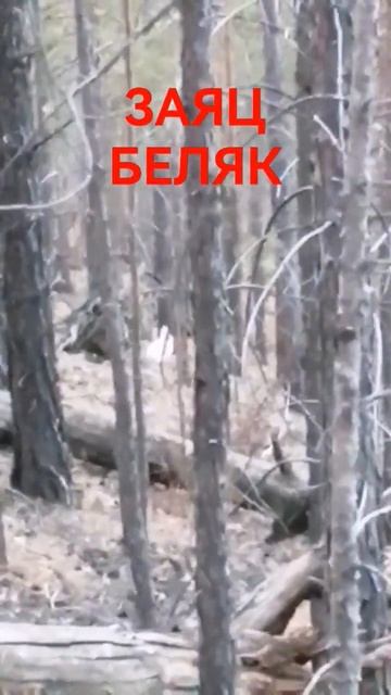 ЗАЯЦ БЕЛЯК #shorts смотреть онлайн