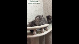 пришла Забава. Знайка , Захар, Зевс RusFantasy
