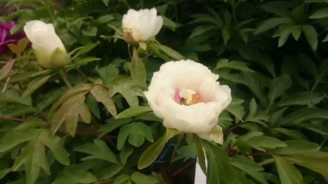 Коллекция Марианны Успенской в Ботаническом саду МГУ. смотреть онлайн