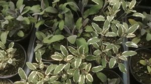 Сальвия пряная (ШАЛФЕЙ) BICOLOR И PURPUR. Моя рассада.
