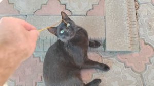 Черный кот играется с веточкой! Большой черный кот!