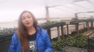 Обсудим каталог цветочной рассады за 2021г. Цветы на букву А: агератум, астра, аптения, алиссум.