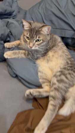 Котя 🐱
