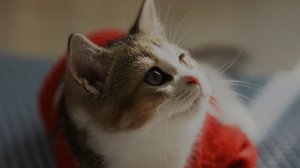 Мега имба зубастик чомпер pvz fusion 2.2