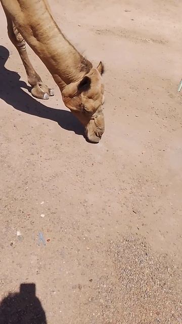 What happens when you feed a camel an Orange🍊
