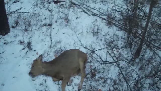 ОХОТА НА КОСУЛЮ С ПОДХОДА ВЕТЕР ПОМОГАЕТ смотреть онлайн