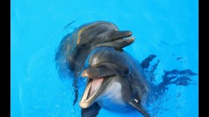 Мы как дельфины