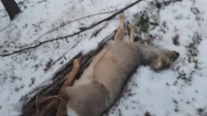 ОХОТА НА КОСУЛЮ С ПОДХОДА