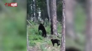 Русский черный кот обладает такой невиданной храбростью, что способен отогнать бурого медведя