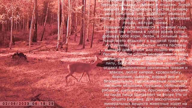 ТРОФЕЙНЫЙ ГУРАН И САМКА КОСУЛИ смотреть онлайн