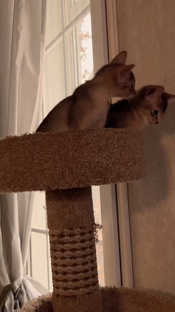 Абиссинская котосемья😻😻С - синхронность🤩