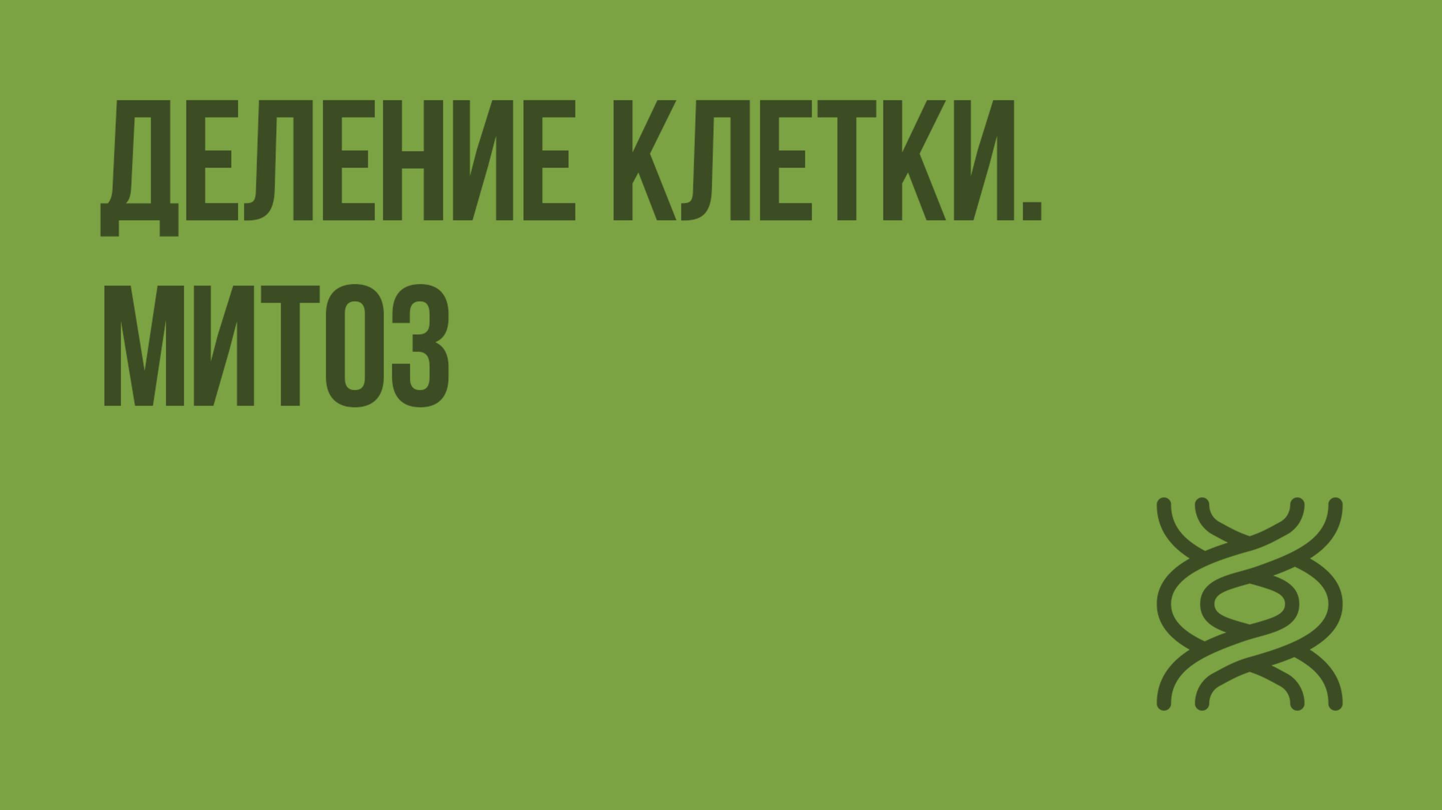 Деление клетки. Митоз. Видеоурок по биологии 9 класс