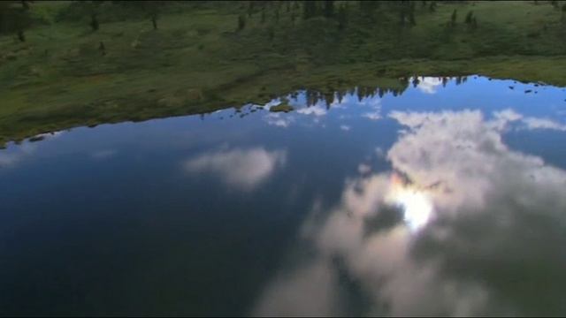 Дикая природа