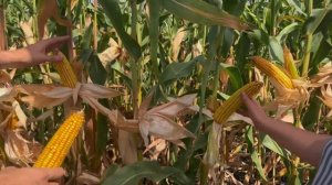 Кукуруза СКАП 351 - ОТЗЫВ ХОЗЯЙСТВА. Быстрая влагоотдача. Кабардино-Балкарская Республика.