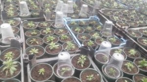 Душераздерающие выпады, обстановка с черенками и цена на рынке.