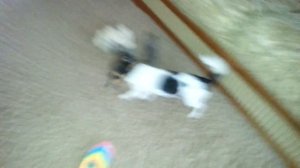 ЗЛАЯ СОБАКА ЧИХУА