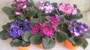 Комнатные домашние фиалки: эффектные сорта