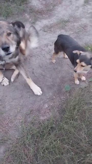 #Shorts Дружба грозного пса Цезаря и маленькой собачки Аськи 🐶❤️🐕 смотреть онлайн