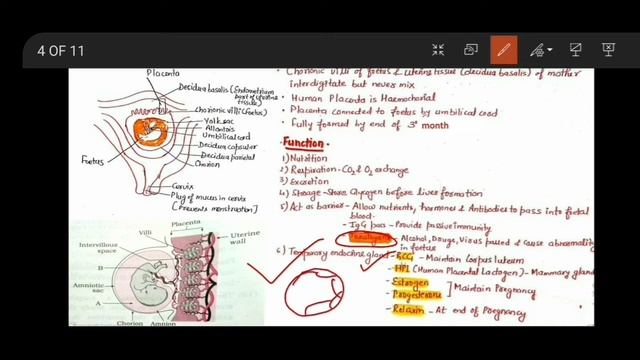 L-15 Pregnancy, placenta and lactation  l  Human reproduction
