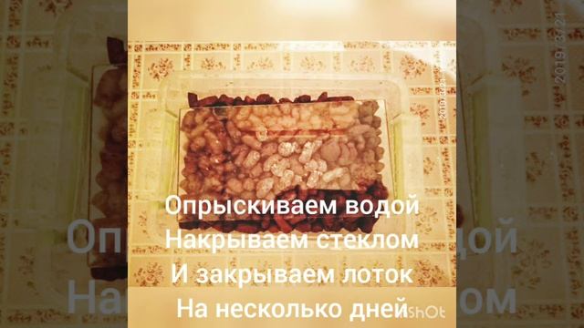 Разведение гриндаля (энхитреуса)