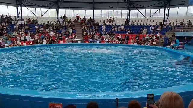 Сочи Парку - 10 лет! Дельфинарий. (1 июня 2024 г.) смотреть онлайн