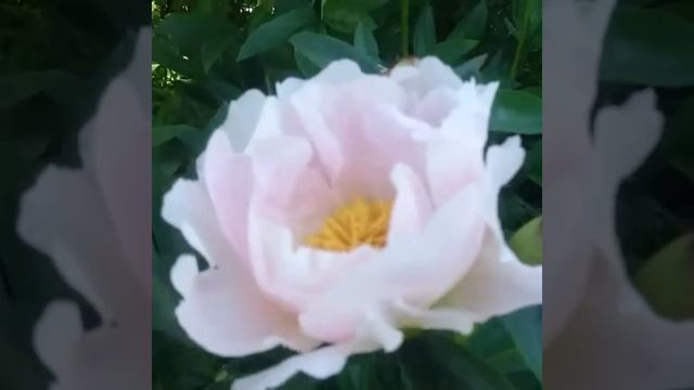 Paeonia Chiffon Clouds opens flower (light version) смотреть онлайн