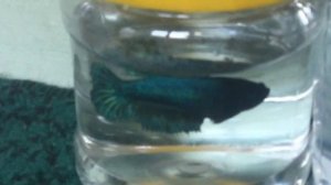 Милые рыбы маленькие) в пакетиках мужчины а в пластмассе женщины нереально красивые